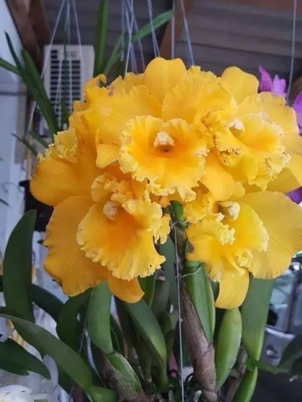 Yellow Ruffled Orchids Cluster