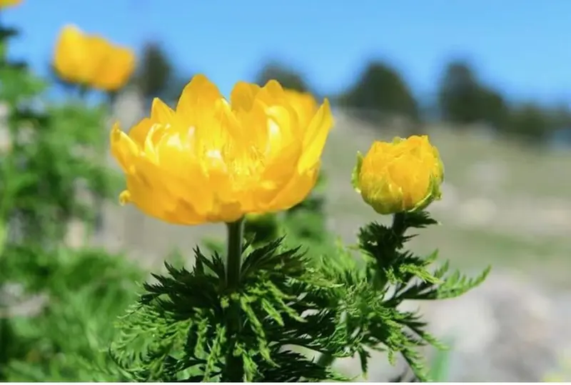 Yellow Spring Mountain Blooms