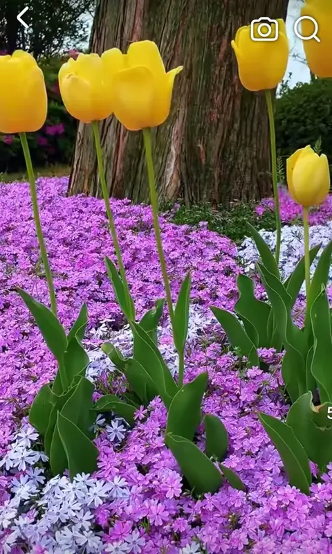 Yellow Tulips Purple Groundcover