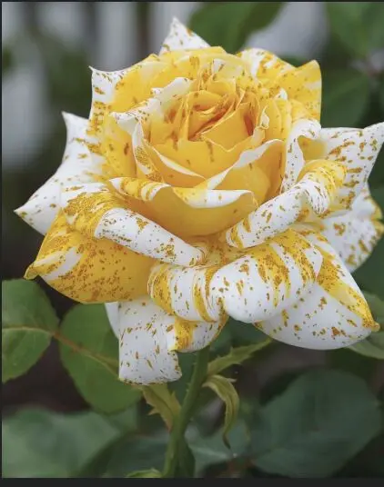 Yellow White Rose Blossom