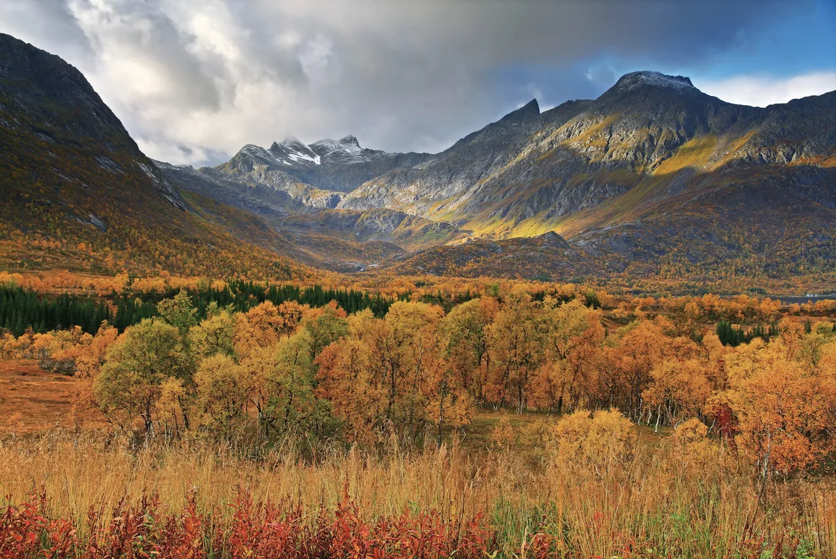An autumn birch forest in orange and yellow below steep mountains with light snow and stormy clouds