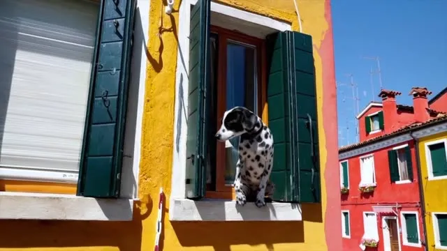 A Dalmatian puppy in the window of a yellow house in Burano, from a video made with Sora